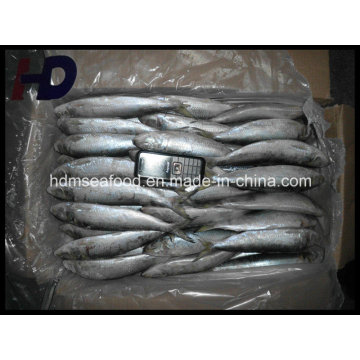 Whole Round Frozen Seafood Sardine Fish for Canned or Bait (Sardinella aurita)
